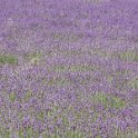 IMG_1963