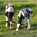 IMG_1847