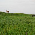 IMG_6014
