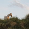 IMG_6018
