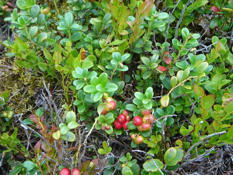 DSC04001